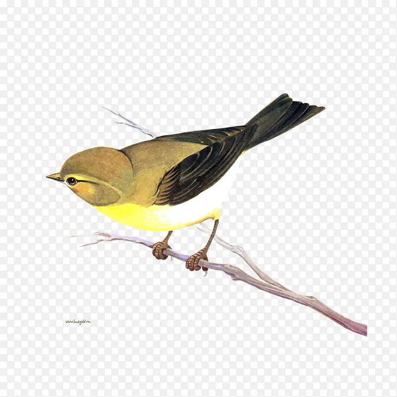 ��֦�ϵĻ��-������