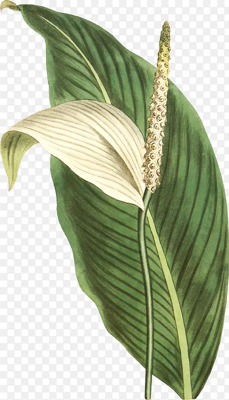 �ֻ湷β�Ͳݲ廭-������