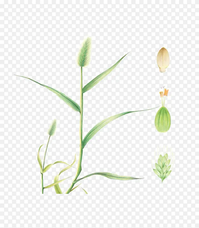 ��β�Ͳ�-������