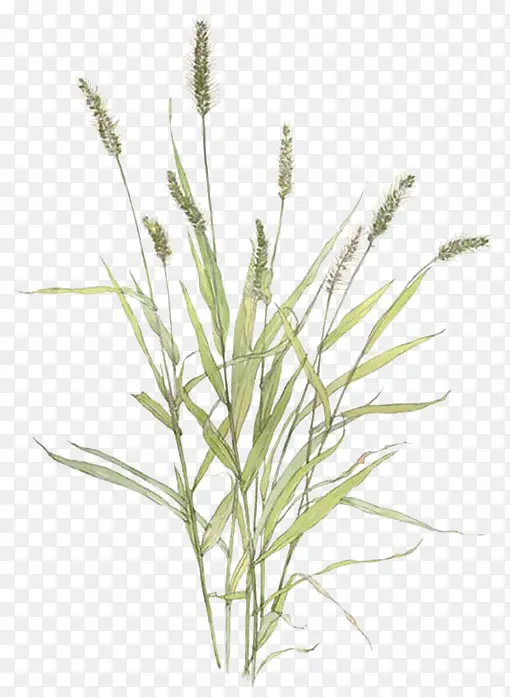 ��β�Ͳ�-������