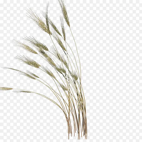 ��ɫ���¹�β�Ͳ�װ��ͼ��-������