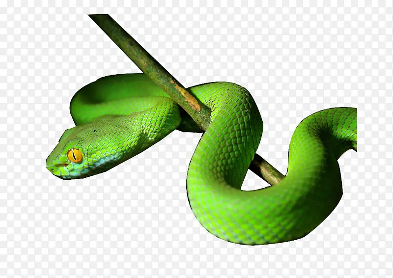 ��֦�ϵ���-������