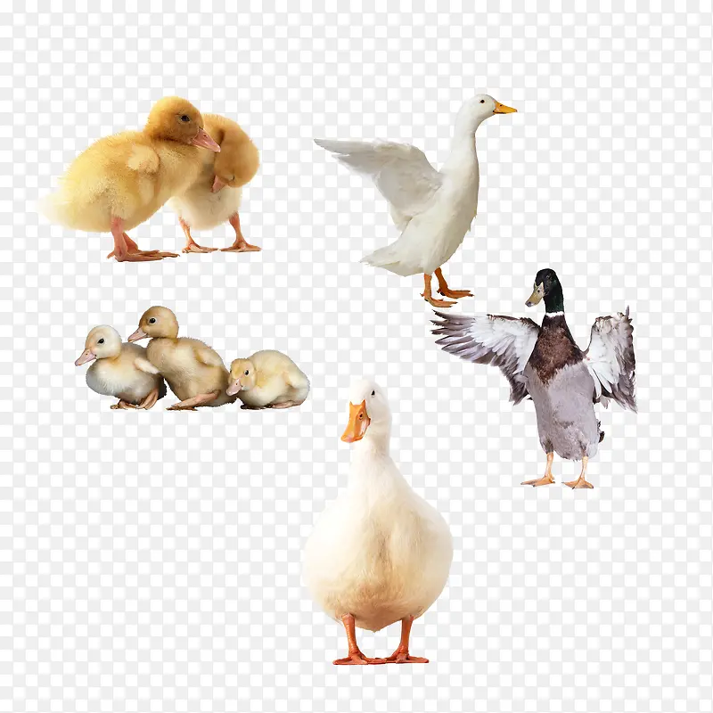 һȺѼ���ز�-������