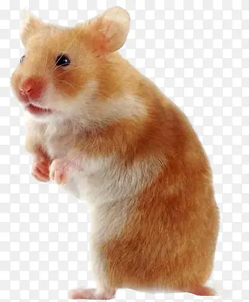 ������Ӱ�ɰ������յ�С����-������