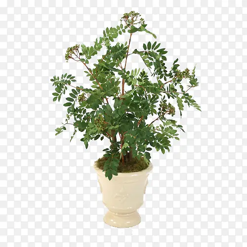 ��ɫֲ�����Կ���ֲ���ز�-������