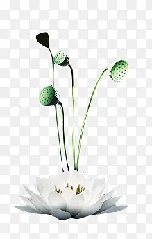 ��ɫ�ɻ�����-������