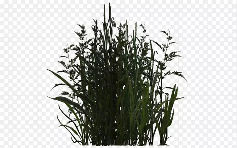 ֲ�������.ˮ��ֲ��-������