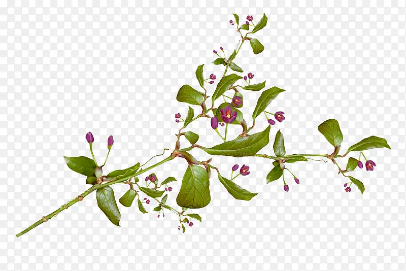 ��֦-������