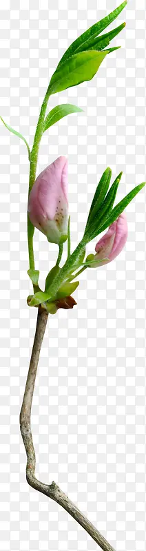 ��֦-������