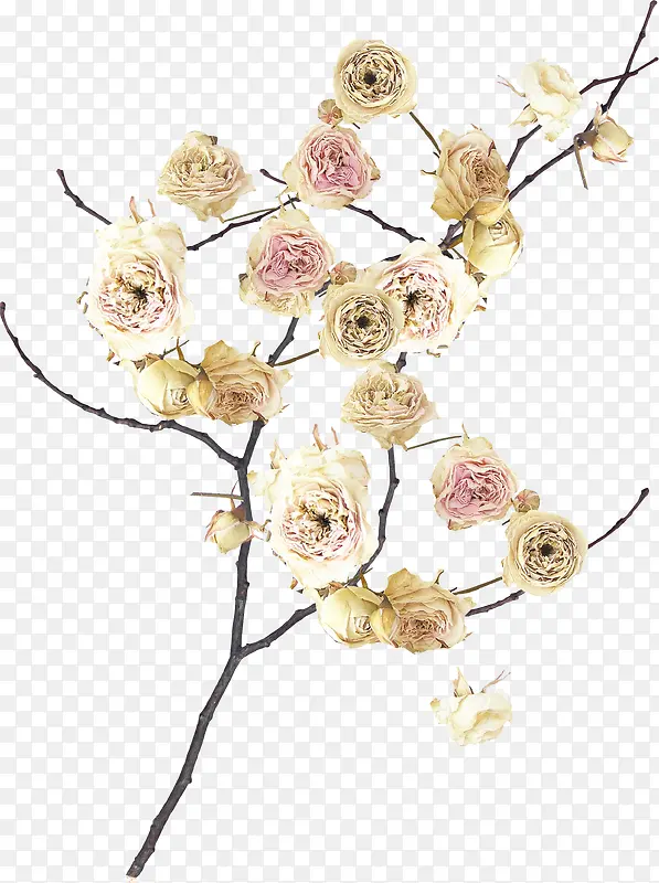 ��֦-������