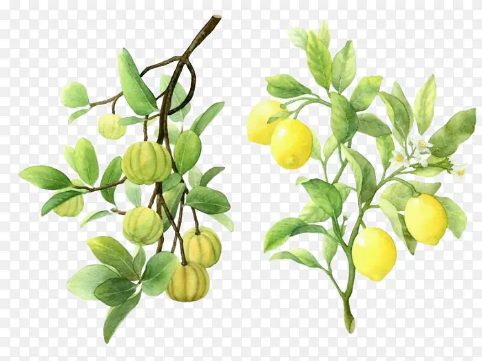 ��֦�ϵĹ�ʵ-������