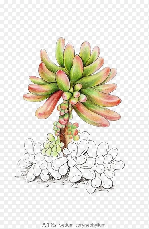 Ψ��ֲ��-������