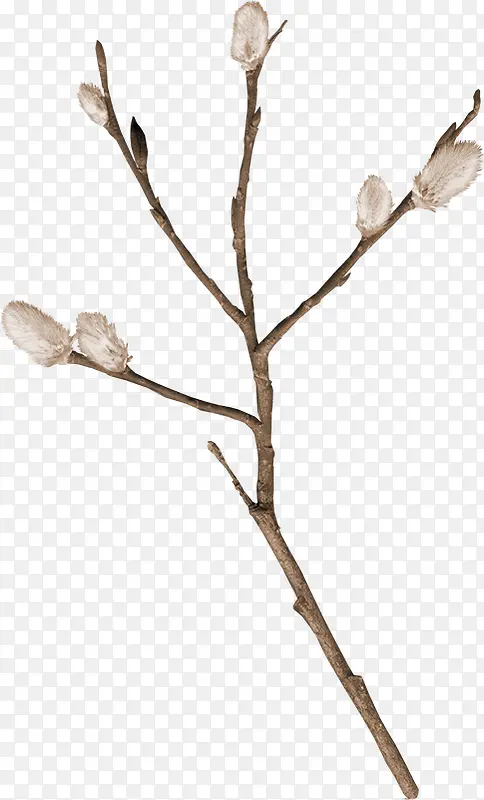 ��֦�ز�ͼƬ-������