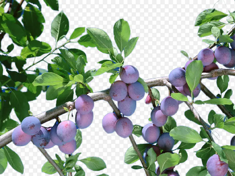 ��÷����-������