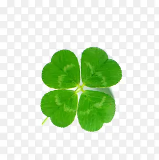 ��ɫ������Ҷ��-������