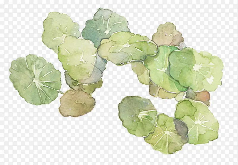 ����ˮ�ʺ�Ҷ-������