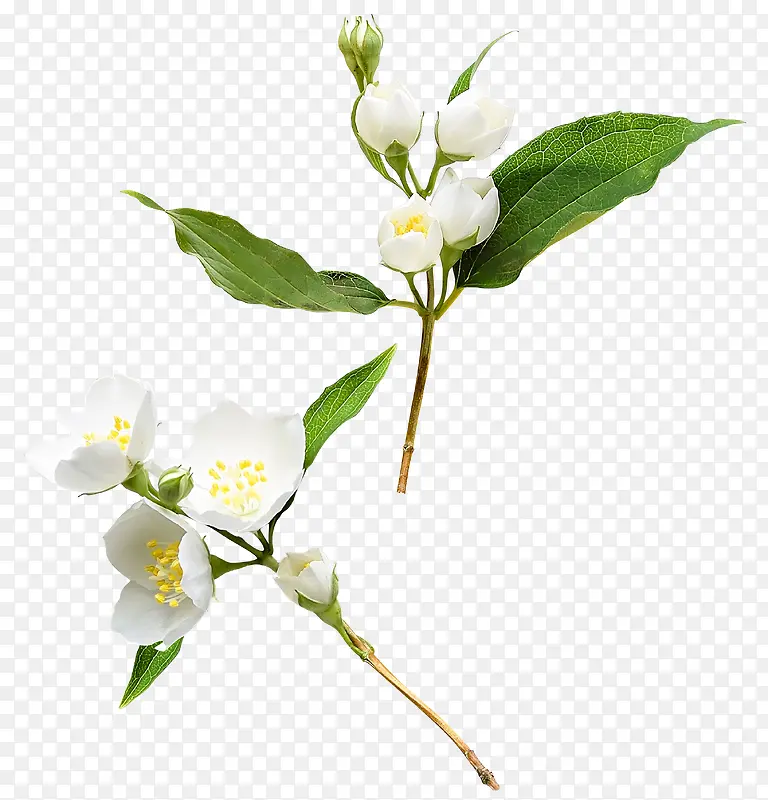 �����ɫС����Ҷ-������