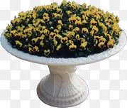 ��ɫС����ɫ����-������