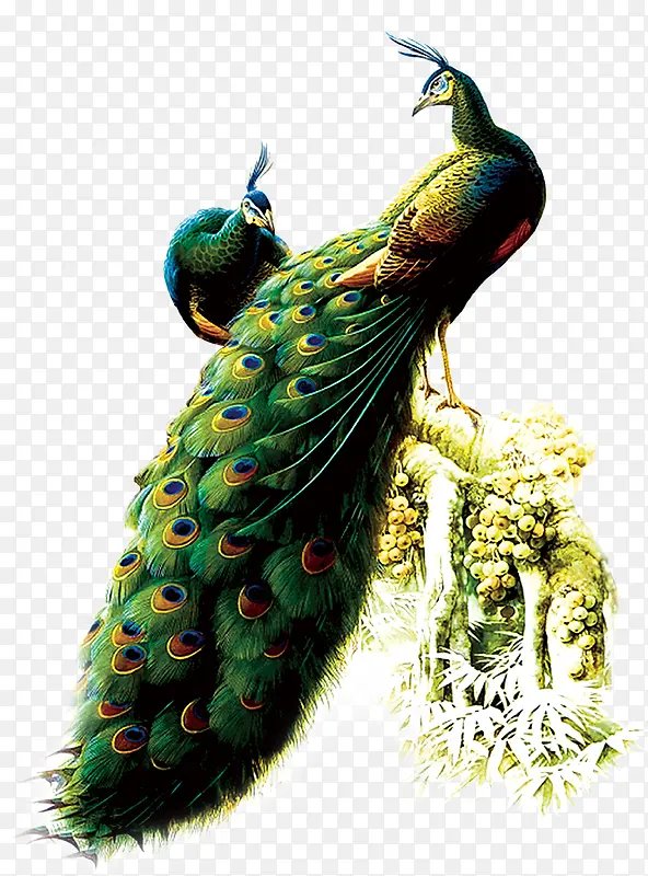 ��ɫ����ȸ-������