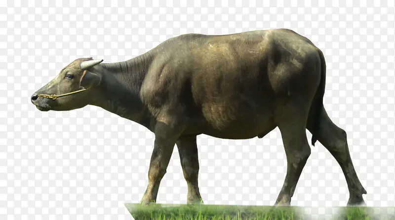 �ɰ���ˮţ����ز�-������