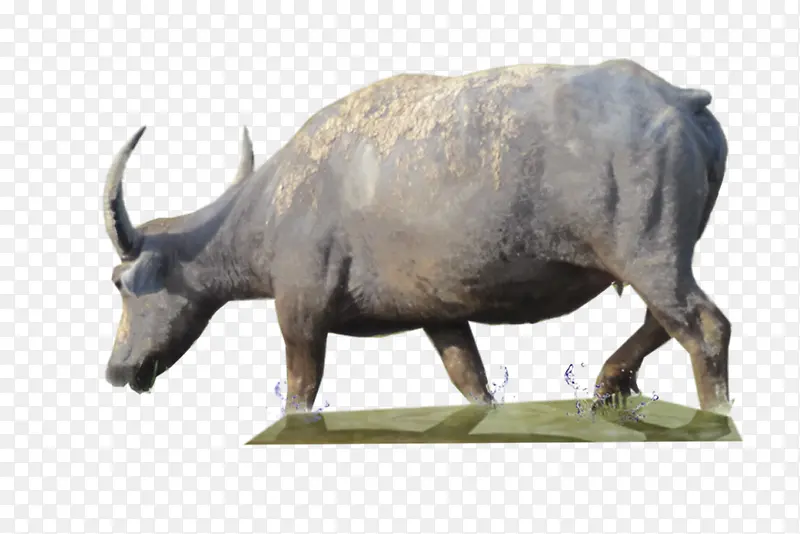 �ɰ�ˮţ����ز�-������