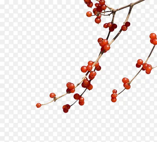 �ֻ�춹-������