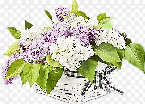 ���㻨����-������