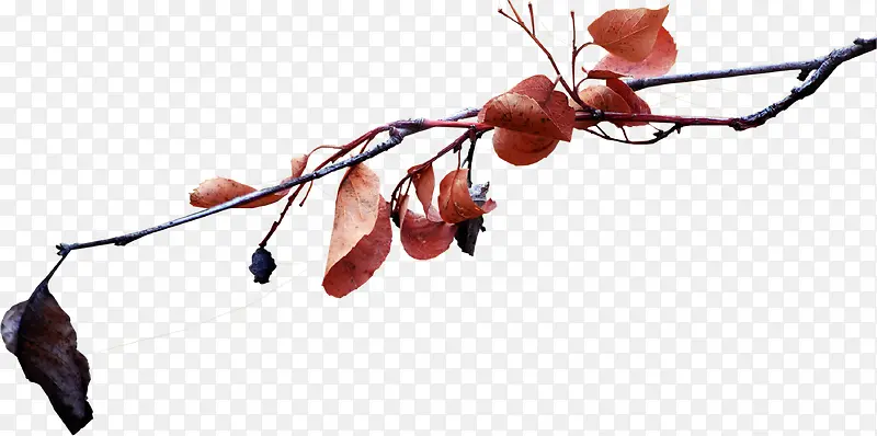 ������ή����֦-������