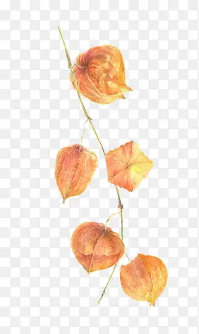 ��ɫ�ļ�����ή��Ҷ��-������