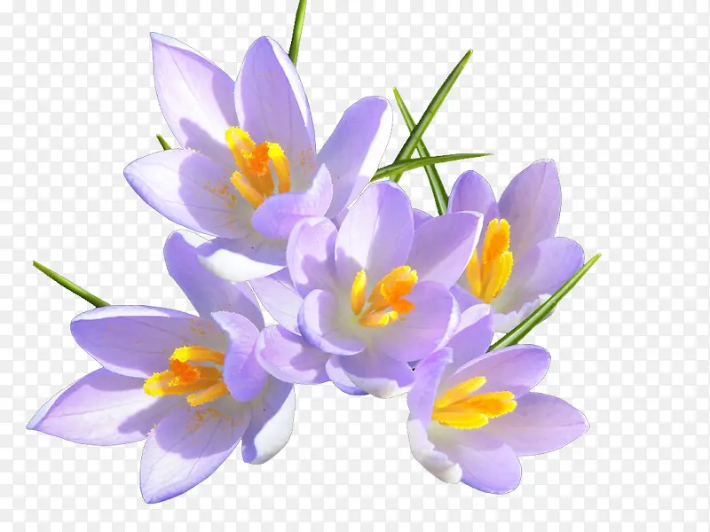 ��ɫˮ�ɻ�-������