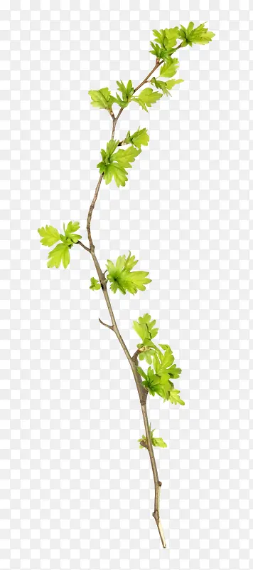 ��֦�ز�-������