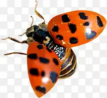 ��������ɫ����-������