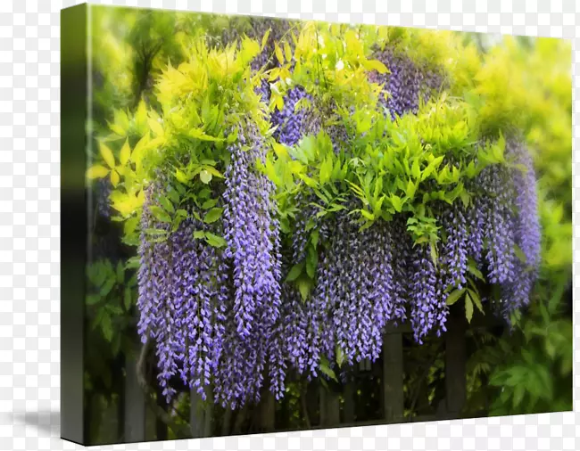 ޹�²���������ľ����-������