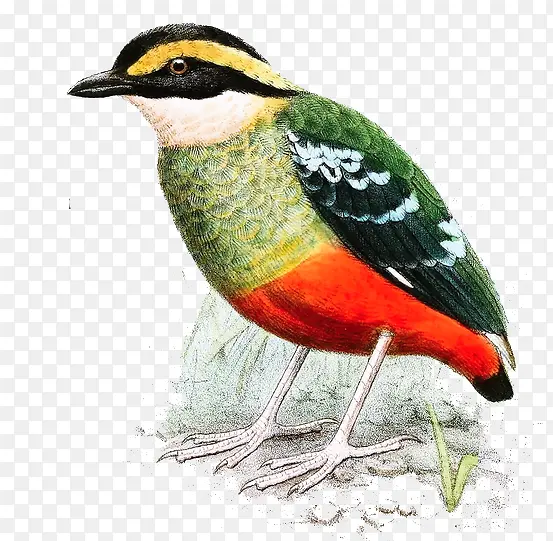 �ֻ�����廭-������