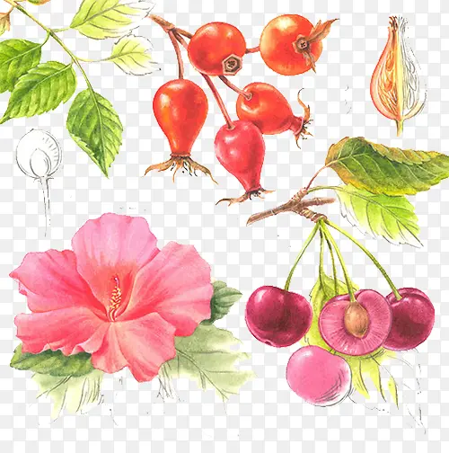 �߲˱���-������