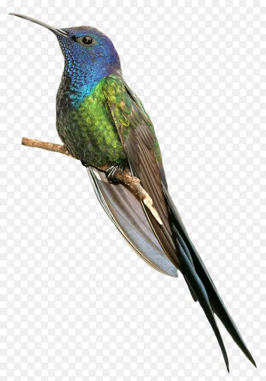 ��֦�ϵĴ���-������