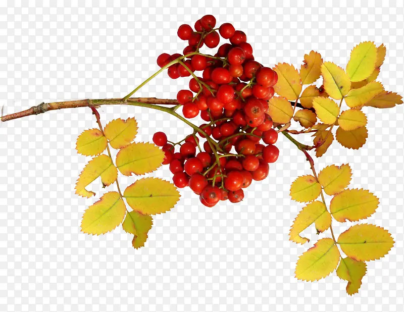 ��ɫ����-������