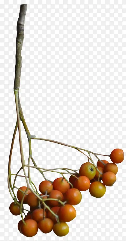 ��֦-������