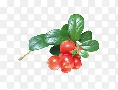 ������֦-������