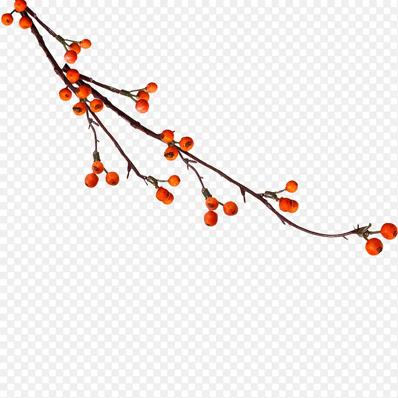 ��֦�ϵĺ�ɫ��ʵ-������