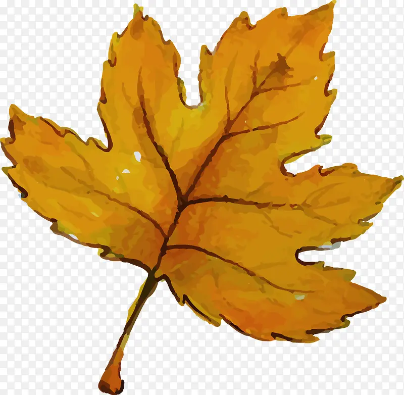 ˮ��ʸ���＾��Ҷ-������