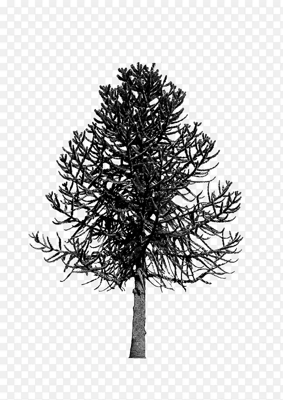 �滭ֲ�� �� �ڰ�-������