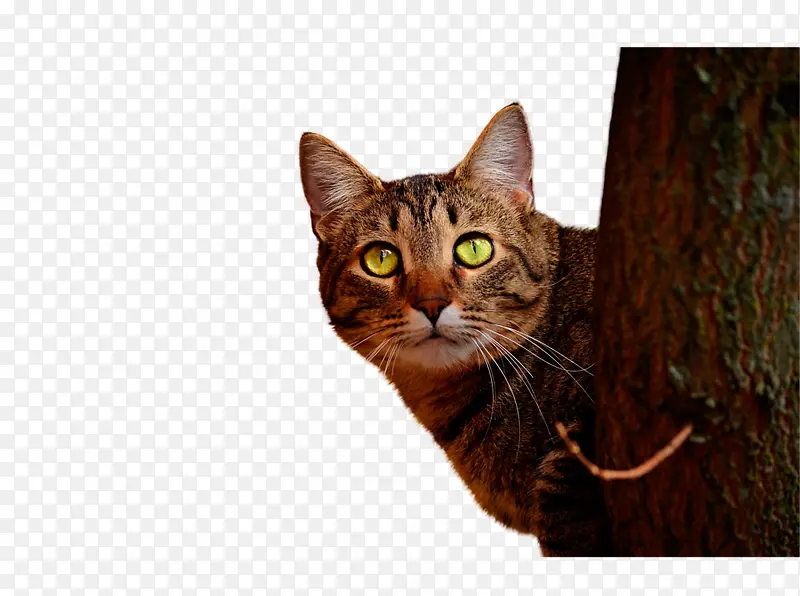 �������è-������