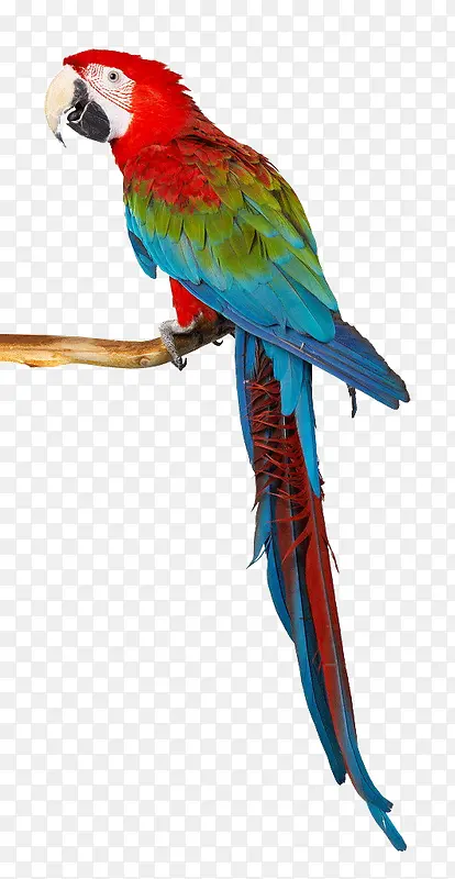 ���Ļ�ͷ��-������