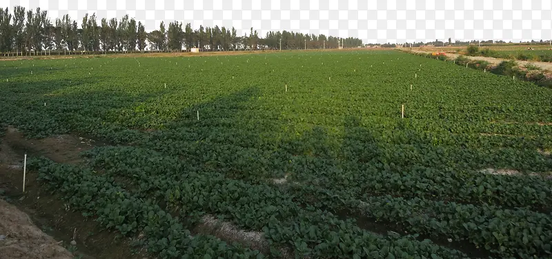 ��԰�߲˻��ز˵�-������