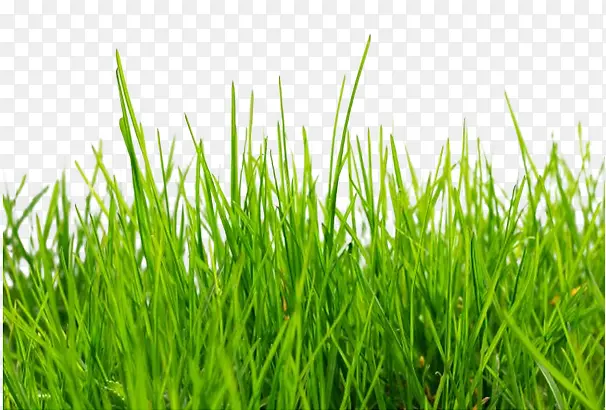 ����ز�С��ͼƬ-������