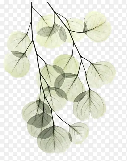 ��Ҷ-������