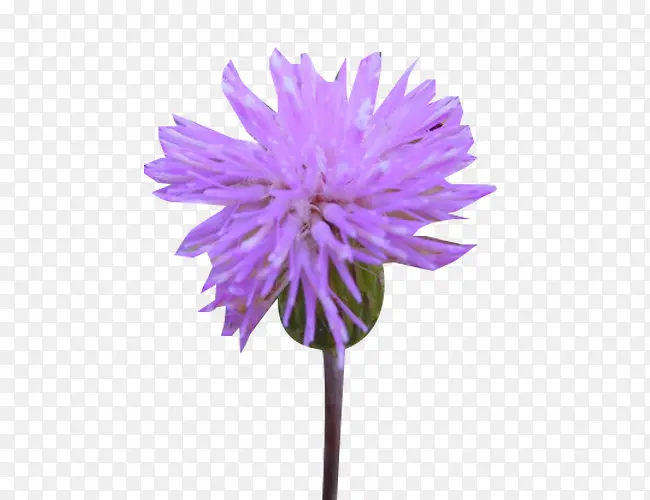 һ��ʢ�����̼���ͼƬ�ز�-������