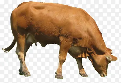 �ԲݵĻ�ţ-������