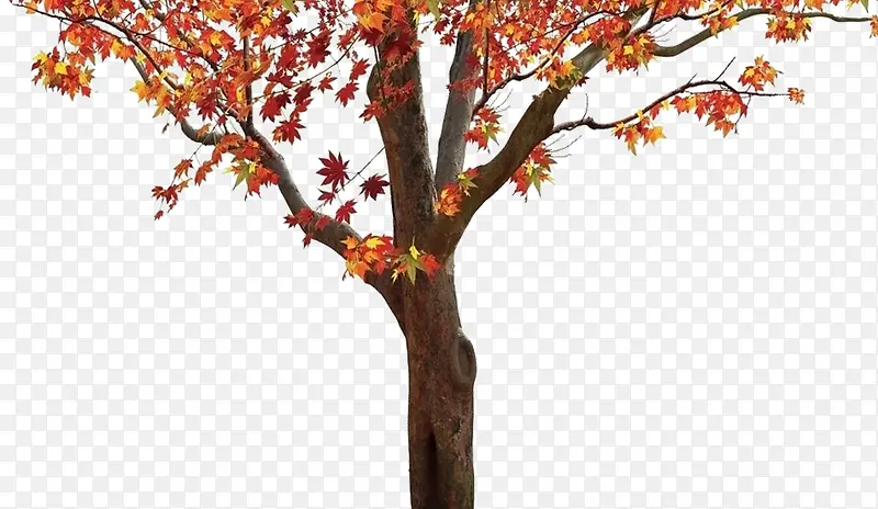 ����ͼƬ-������